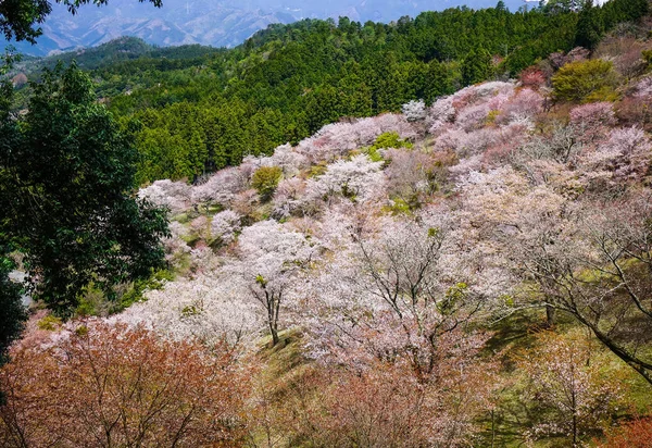 벚꽃 봄 시간에 교토, 일본 — 스톡 사진
