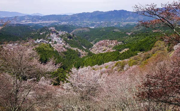 Kvetoucí třešeň na jaře v Kjótu, Japonsko — Stock fotografie