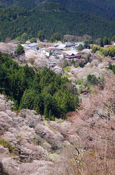 Monte Yoshino coberto por cereja flor cheia — Fotografia de Stock