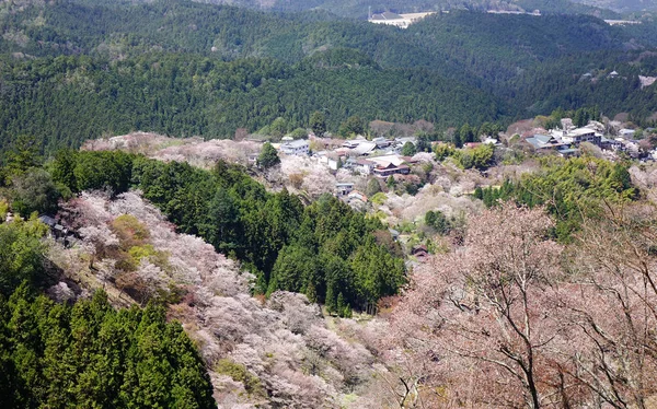 日本京都春天的樱花 — 图库照片