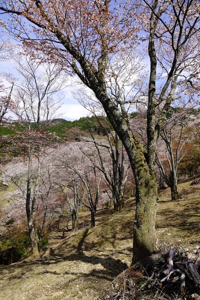 Flor de cerezo en primavera en Kyoto, Japón — Foto de Stock