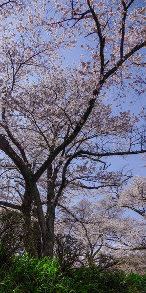 Fleur de cerisier au printemps à Kyoto, Japon — Photo