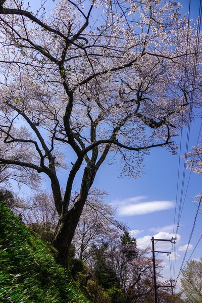 春時の京都の桜 — ストック写真