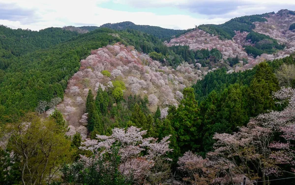 Kwiat wiśni na wiosenną w Kioto, Japonia — Zdjęcie stockowe