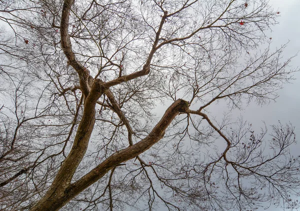 冬の空の下の乾燥した木々 — ストック写真