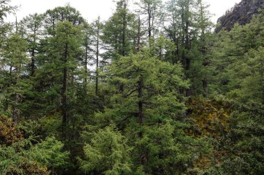 Yaz günü çam ağacı ormanı