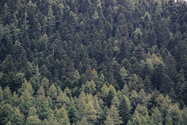 Kiefernwald an Sommertagen — Stockfoto