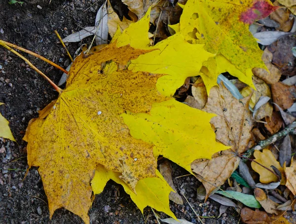 Folhas caídas no outono na floresta — Fotografia de Stock