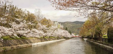 Nehir kıyısında kiraz çiçeği 