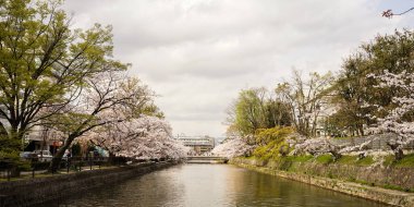 Nehir kıyısında kiraz çiçeği 
