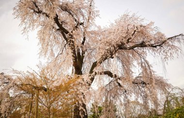 Japonya, Kyoto 'da kiraz çiçeği 