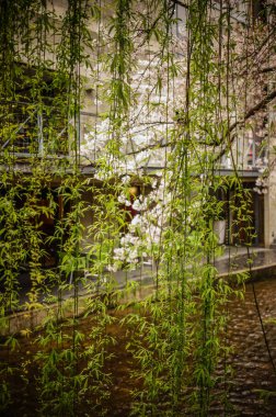 Yeşil söğüt ağacı yaprakları 