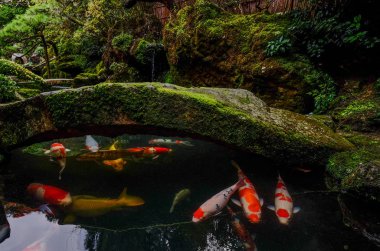 Kyoto, Japonya'da gölette Koi balığı