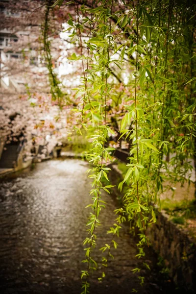 Zelený Vrbák listí — Stock fotografie