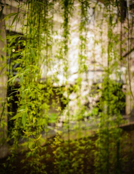 Hojas verdes naturales borrosas — Foto de Stock