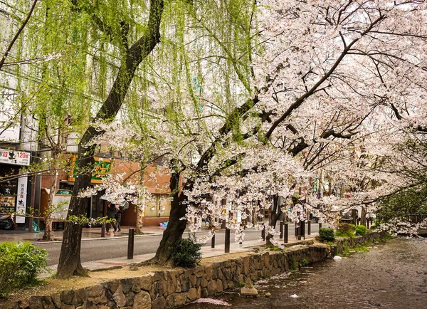 Kwiat wiśni w Kioto, Japonia — Zdjęcie stockowe