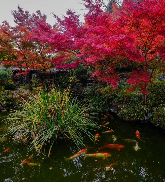 京都の池の鯉の魚 — ストック写真