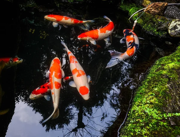 Pesci Koi sullo stagno di Kyoto, Giappone — Foto Stock