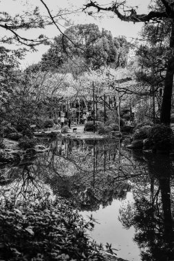 Japonya, Kyoto 'da kiraz çiçeği 