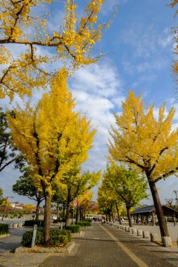 Kyoto, Japonya'da sonbahar ağaçlarının olduğu sokak 