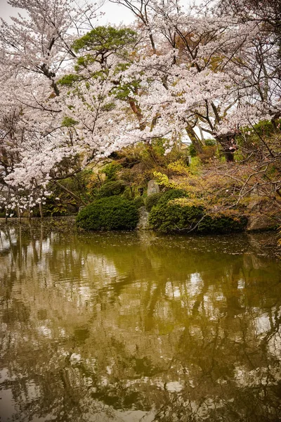 日本京都樱花 — 图库照片