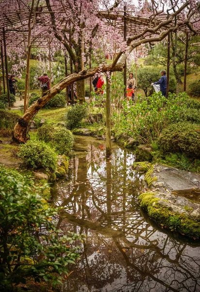 Flor de cerezo en Kioto, Japón — Foto de Stock