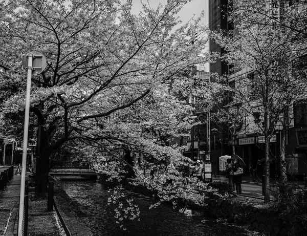 日本の京都の桜 — ストック写真