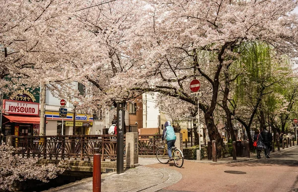 Kirschblüte in Kyoto, Japan — Stockfoto