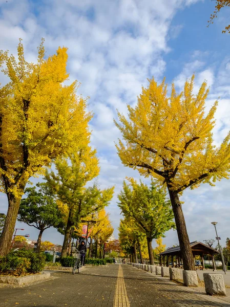 Вулиця з осінніми деревами в Кіото, Японія — стокове фото