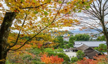 Kyoto, Japonya'da bahçede sonbahar ağaçları 