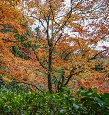 Kyoto, Japonya'da bahçede sonbahar ağaçları 