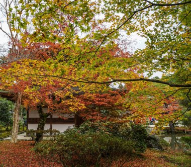 Kyoto, Japonya'da bahçede sonbahar ağaçları 
