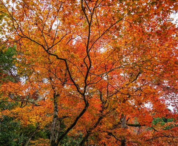 京都の庭の紅の木 — ストック写真