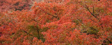 Kyoto, Japonya'da bahçede sonbahar ağaçları 