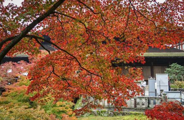 Kyoto, Japonya'da bahçede sonbahar ağaçları — Stok fotoğraf