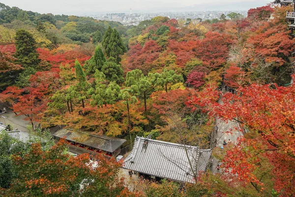 Árvores de outono no jardim em Kyoto, Japão — Fotografia de Stock