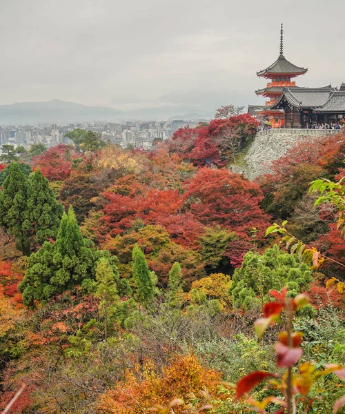 Kyoto, Japonya'da bahçede sonbahar ağaçları — Stok fotoğraf