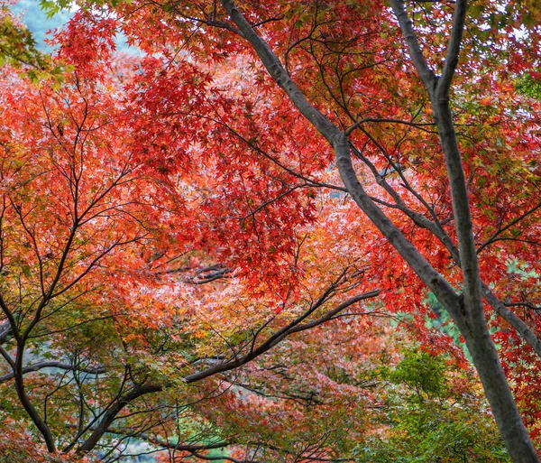 Herbstbäume im Garten in Kyoto, Japan — Stockfoto