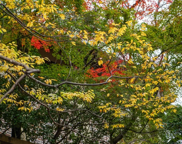 Árboles de otoño en el jardín en Kyoto, Japón — Foto de Stock
