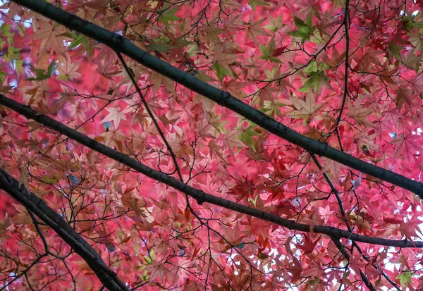 Autumn trees at garden in Kyoto, Japan — Stock Photo, Image