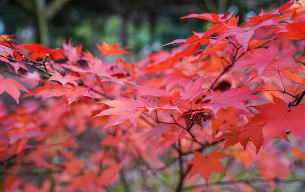 Herfst bomen in de tuin in Kyoto, Japan — Stockfoto