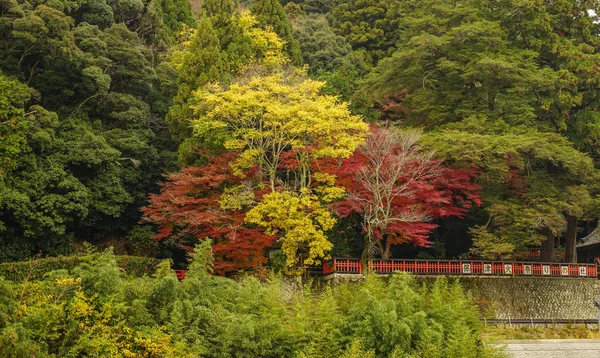 Trees on mountain at autumn — Stock Photo, Image