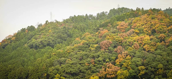 Alberi in montagna in autunno — Foto Stock