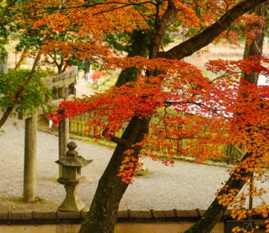 Bahçede sonbaharda akçaağaç ağaçları 