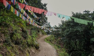 Taktshang Goemba'ya orman izi