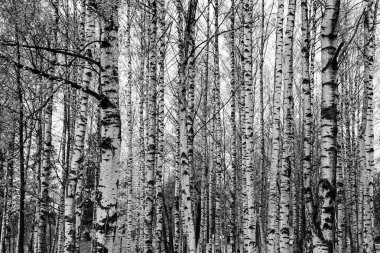 kavak ağacı kabuğu