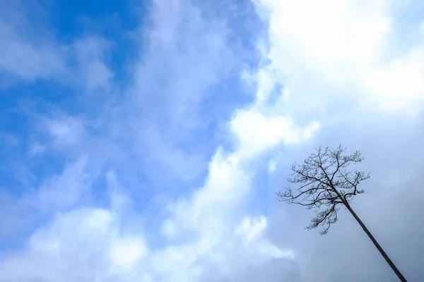 Árbol solitario bajo el cielo azul — Foto de Stock