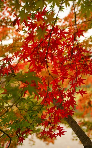 Maple trees at autumn in the garden — Stock Photo, Image