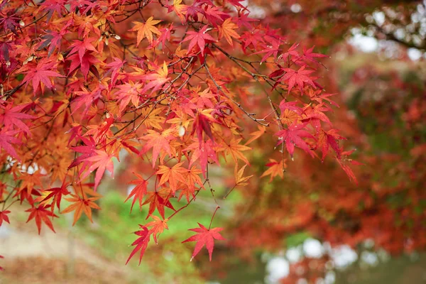 Кленовые деревья осенью в саду — стоковое фото