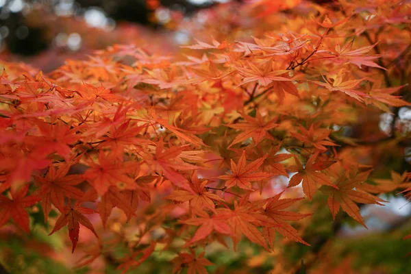 Árboles de arce en otoño en el jardín — Foto de Stock